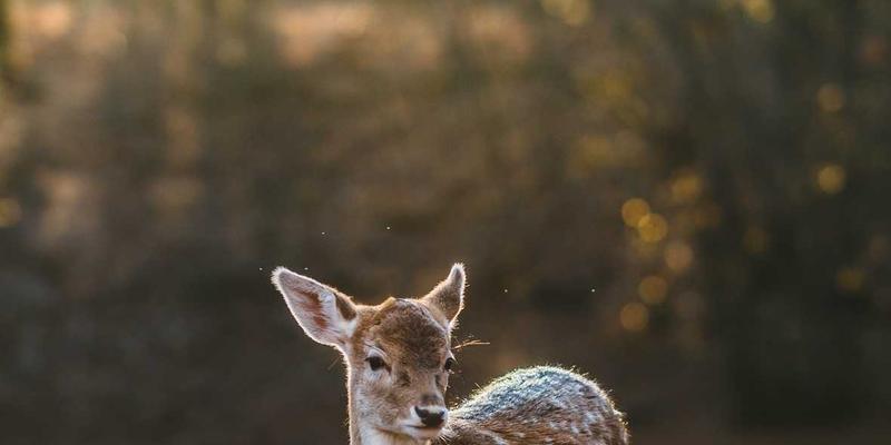 商业广场快闪店创新模式：短期租赁如何成为购物中心与品牌的双赢利器